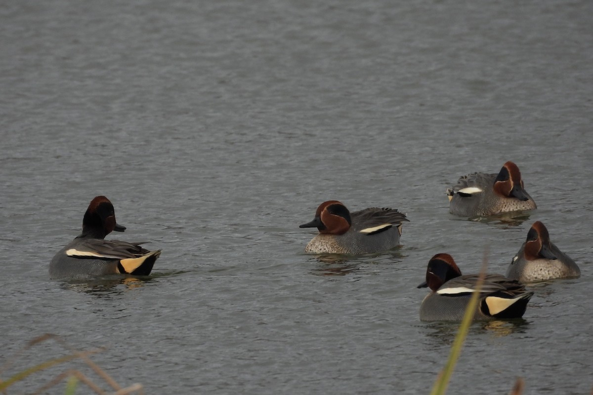 コガモ - ML646599175