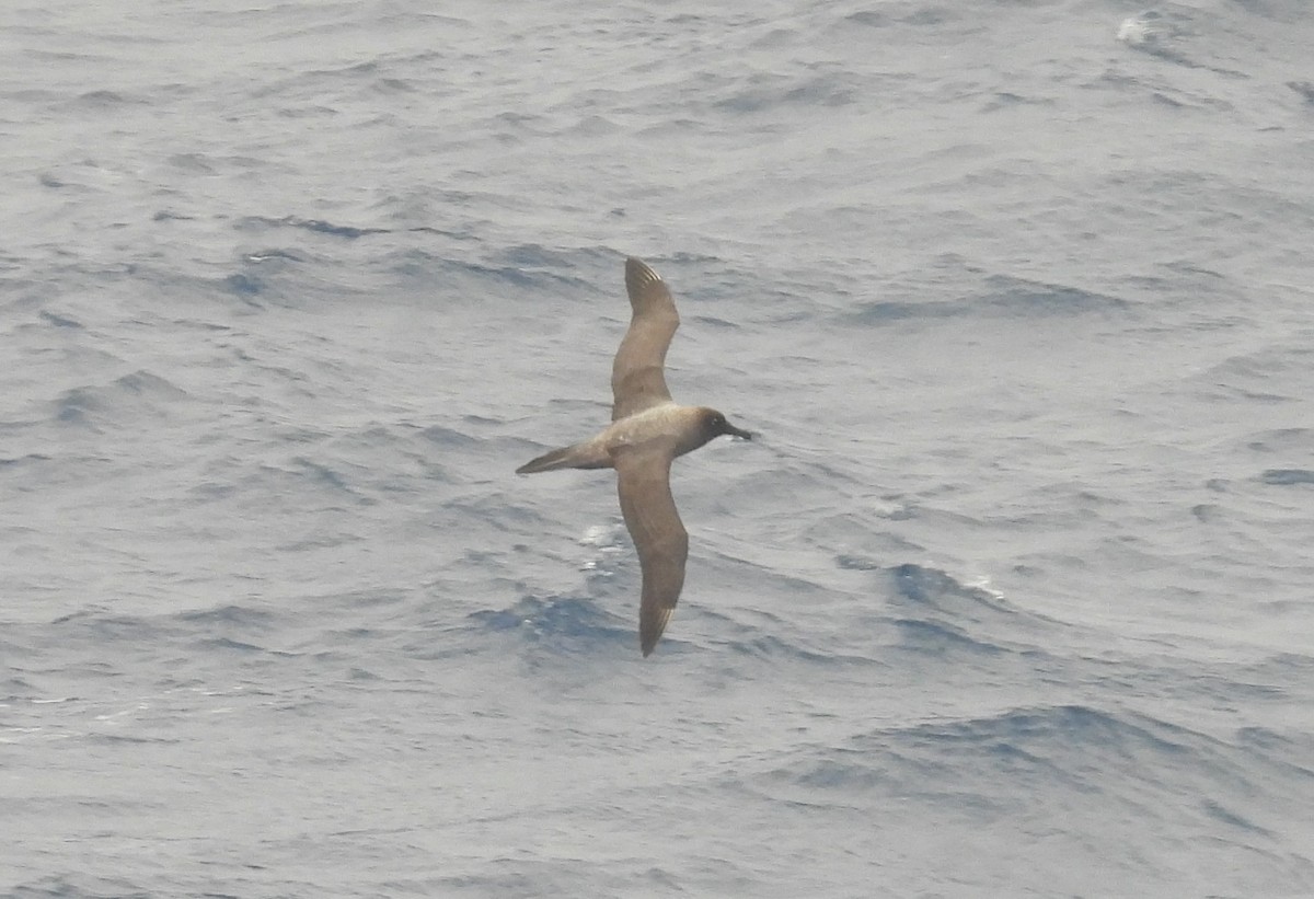 Light-mantled Albatross - ML646599176