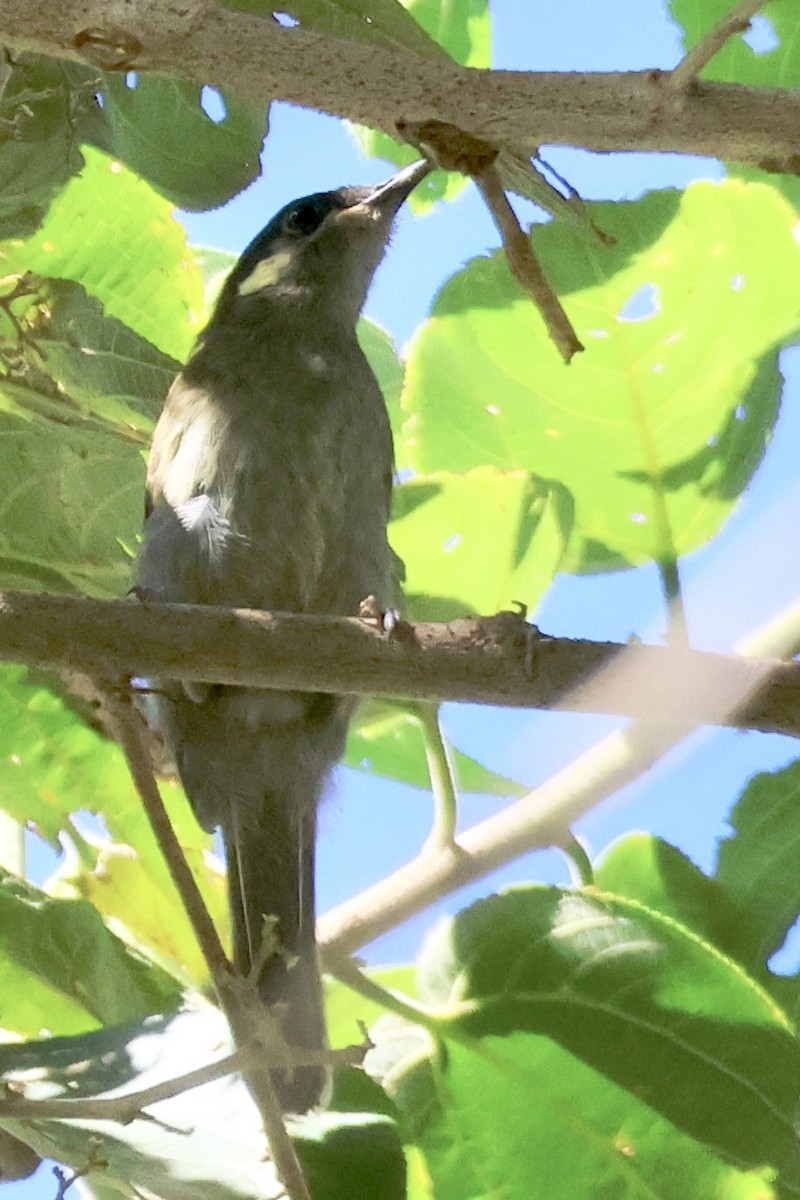 Schlankschnabel-Honigfresser - ML646599177