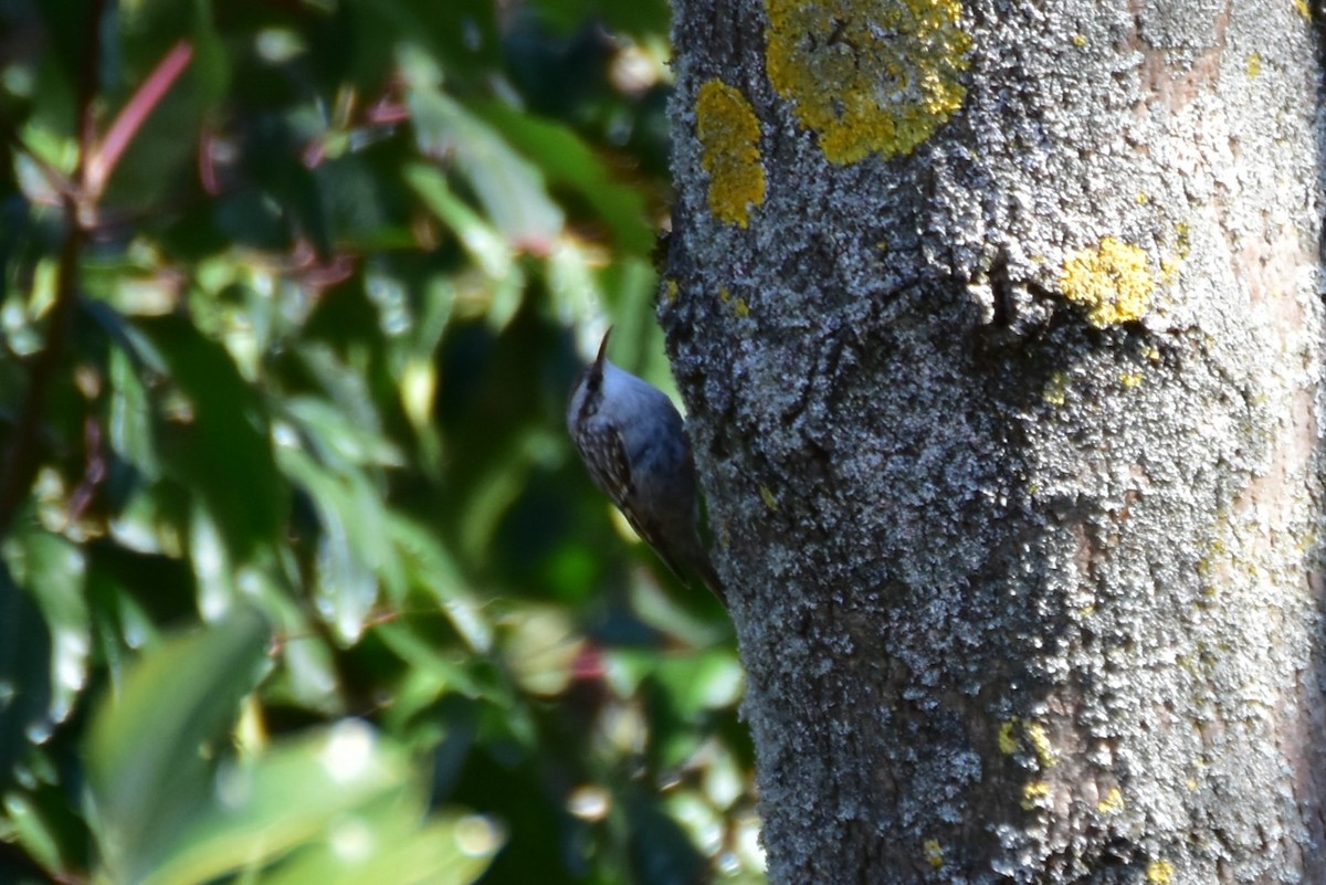 Bahçe Tırmaşıkkuşu - ML646599182