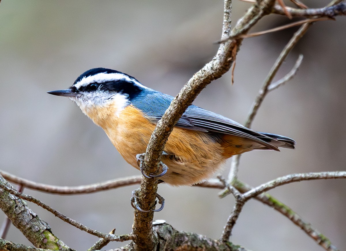 Red-breasted Nuthatch - ML646599183