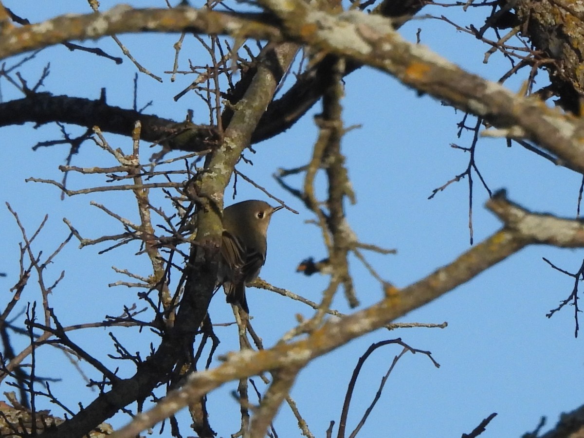 Ruby-crowned Kinglet - ML646599184