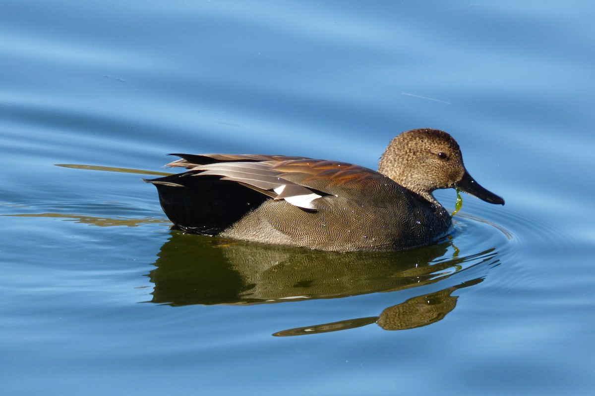 Ipar-ahatea - ML646599185