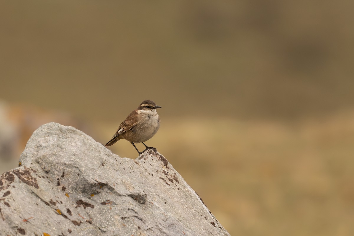 Cream-winged Cinclodes - ML646599189