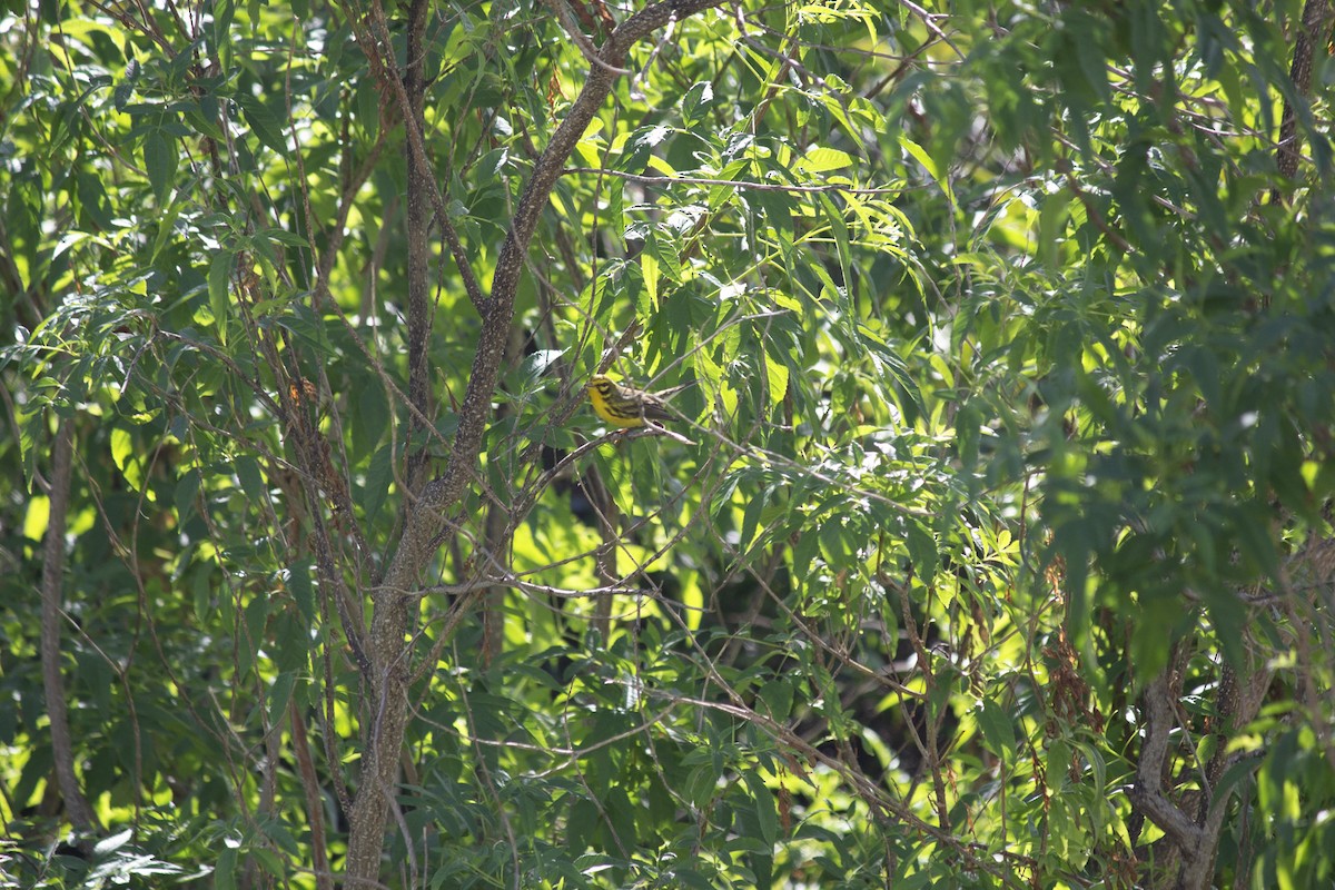 チャスジアメリカムシクイ - ML646599190