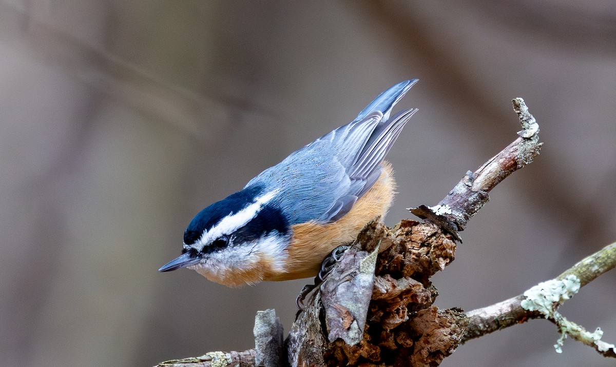 Red-breasted Nuthatch - ML646599191