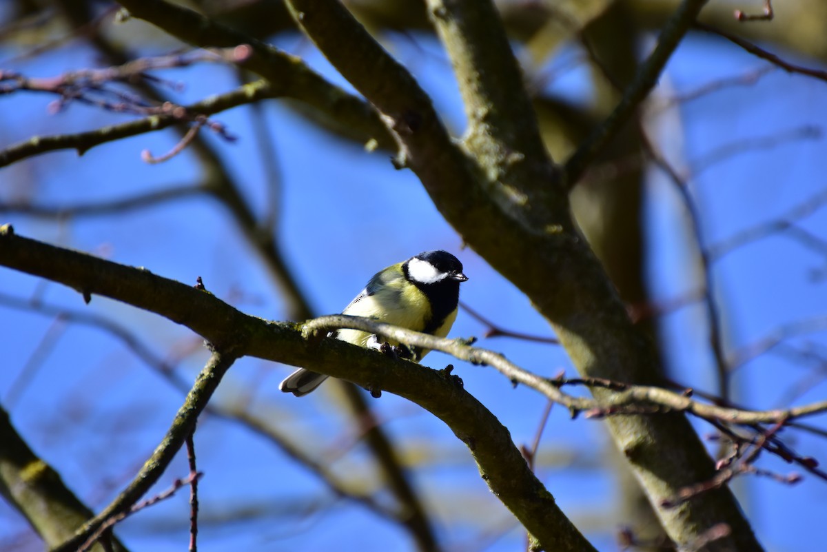 Büyük Baştankara [major grubu] - ML646599192