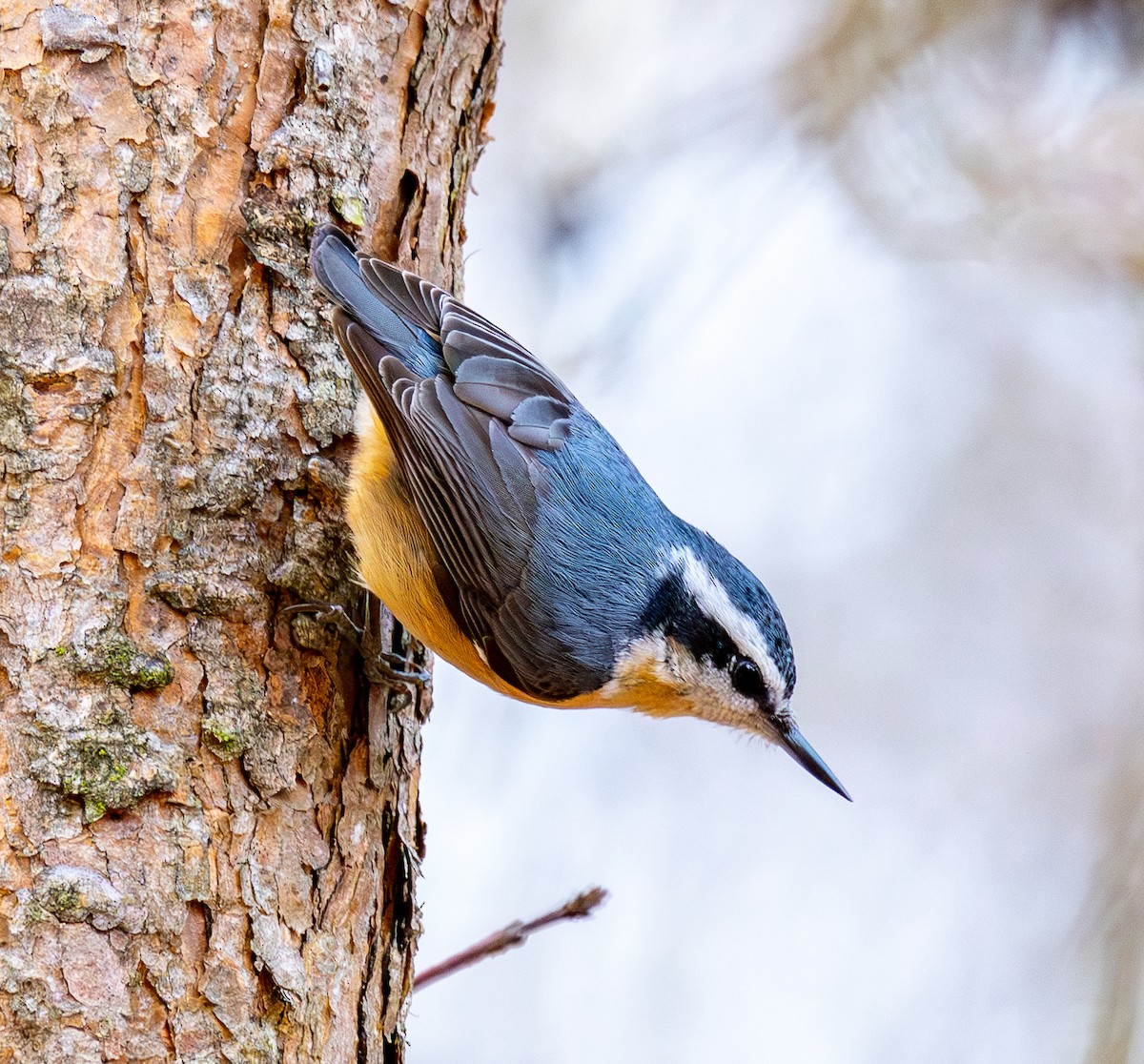Red-breasted Nuthatch - ML646599193