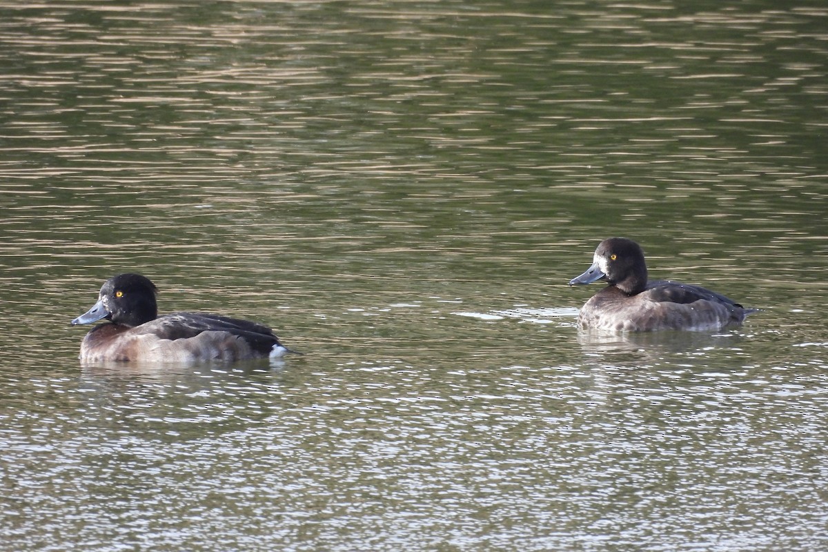 キンクロハジロ - ML646599195