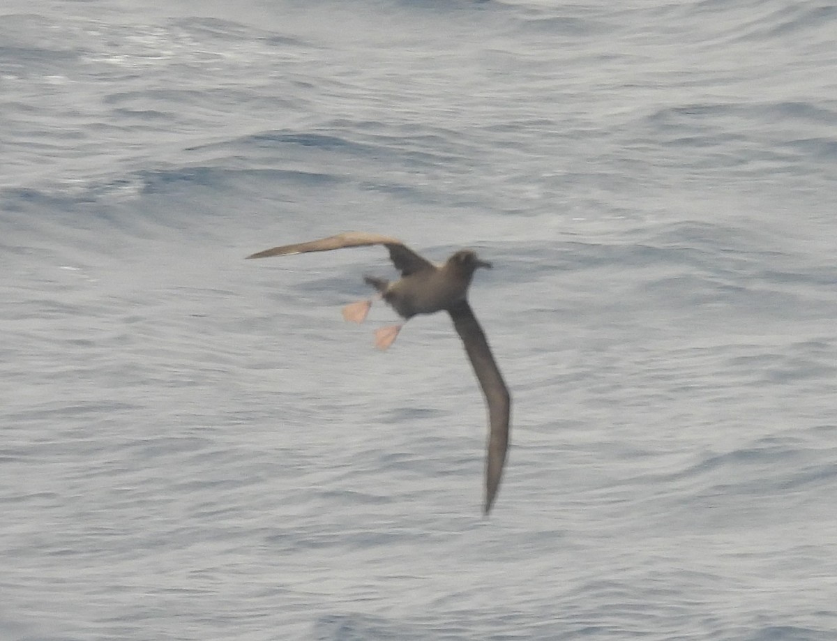 Light-mantled Albatross - ML646599196