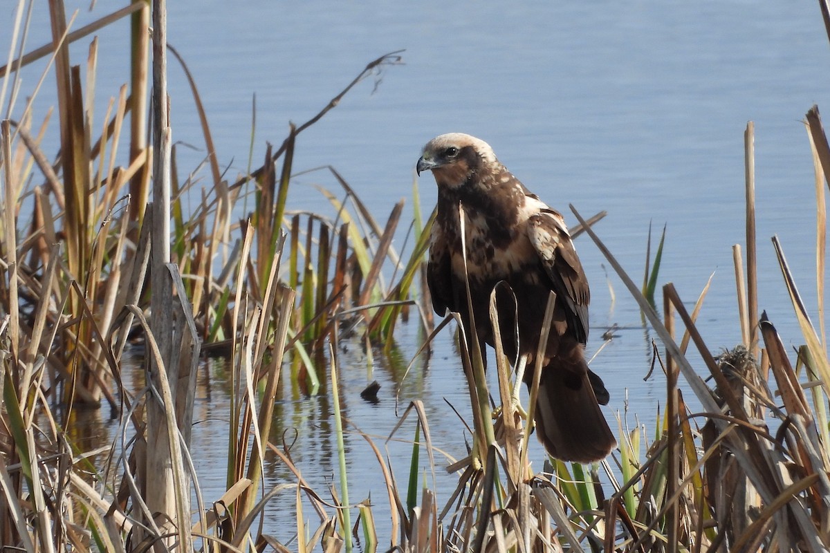 ヨーロッパチュウヒ - ML646599198