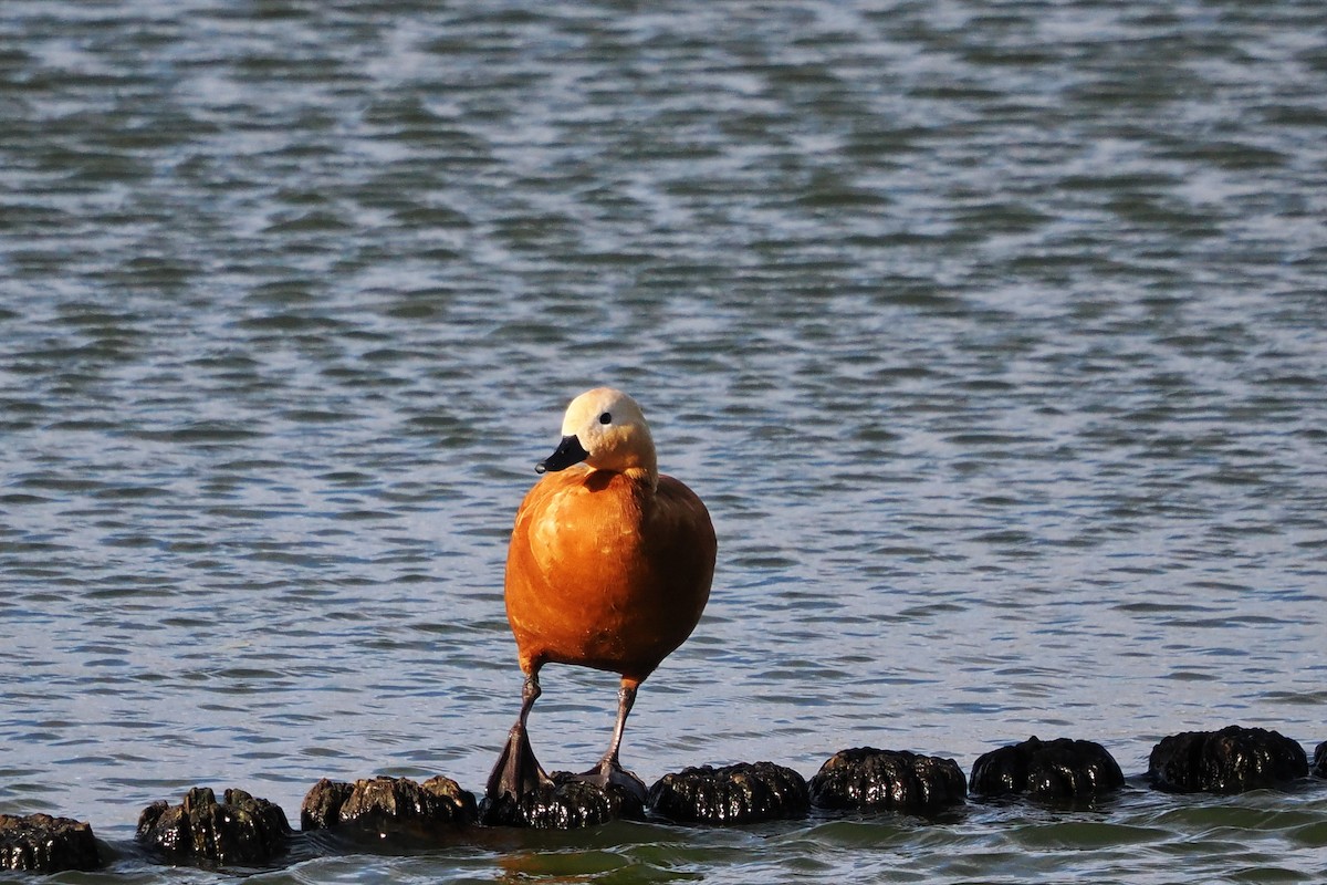 Ruddy Shelduck - ML646599199