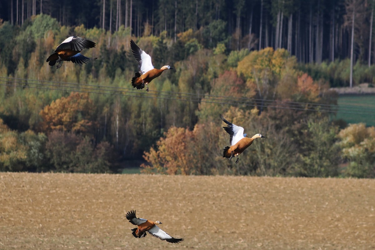 Ruddy Shelduck - ML646599200