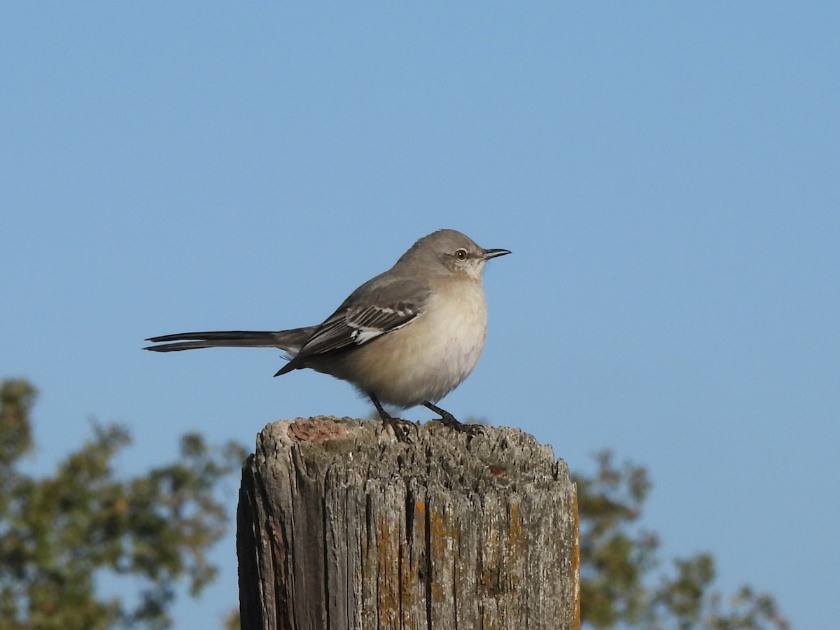 Northern Mockingbird - ML646599201
