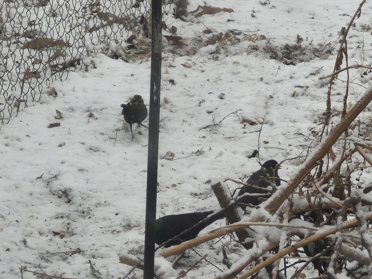 Pas Rengi Karatavuk - ML646599202