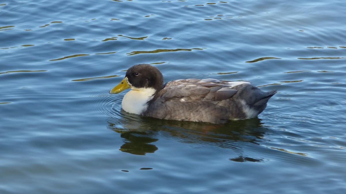 Ahate musketaduna x Basahatea (hibridoa) - ML646599203