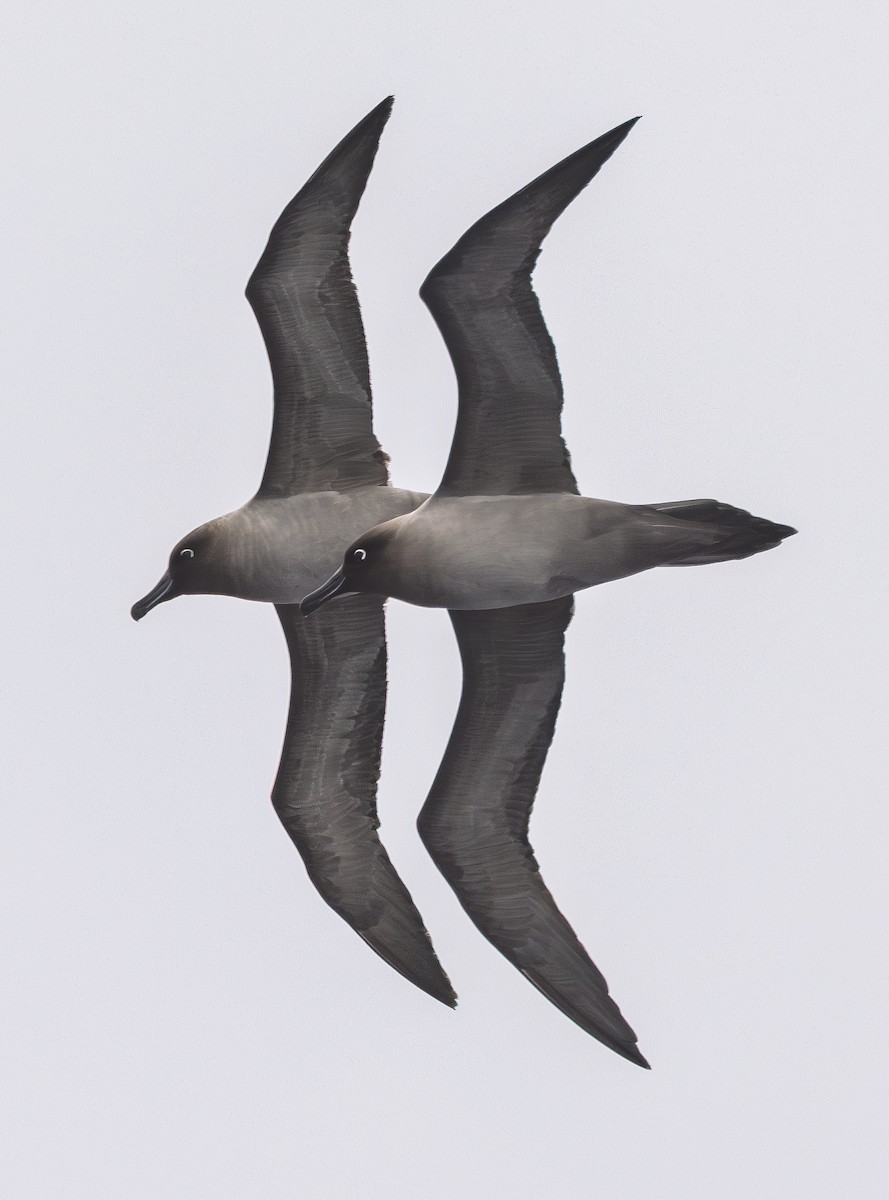 Light-mantled Albatross - ML646599204