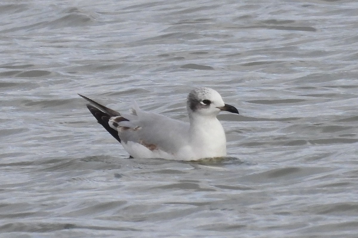 Mediterranean Gull - ML646599208