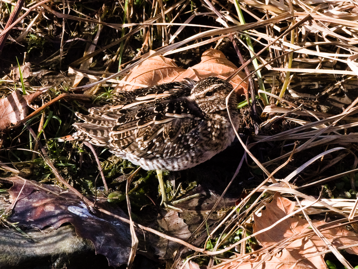 Wilson's Snipe - ML646599209