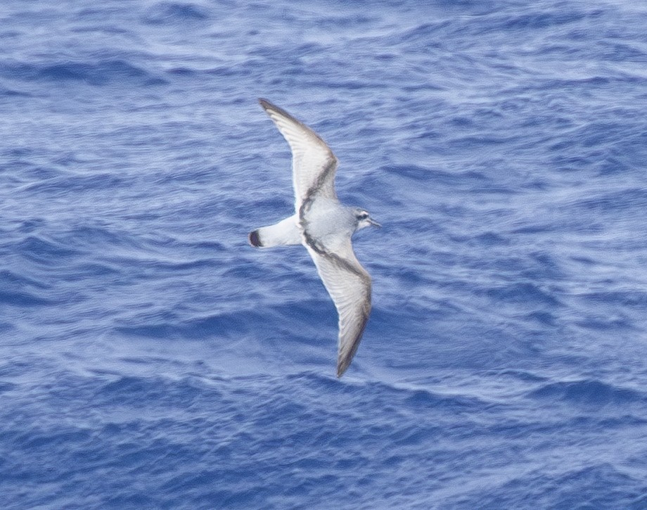 Prion de la Désolation - ML646599212