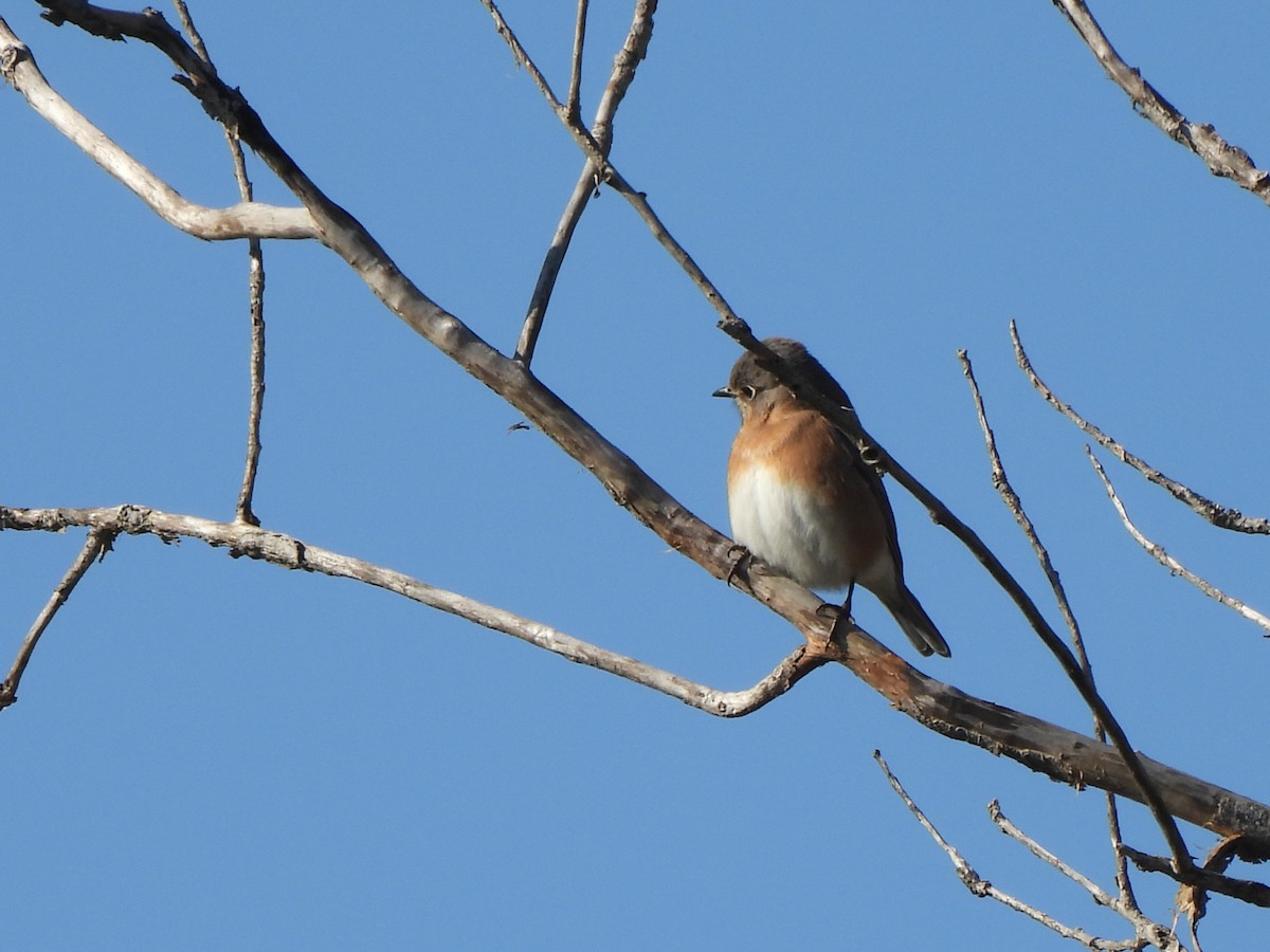 Eastern Bluebird - ML646599216