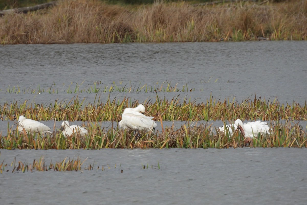 ヘラサギ - ML646599219