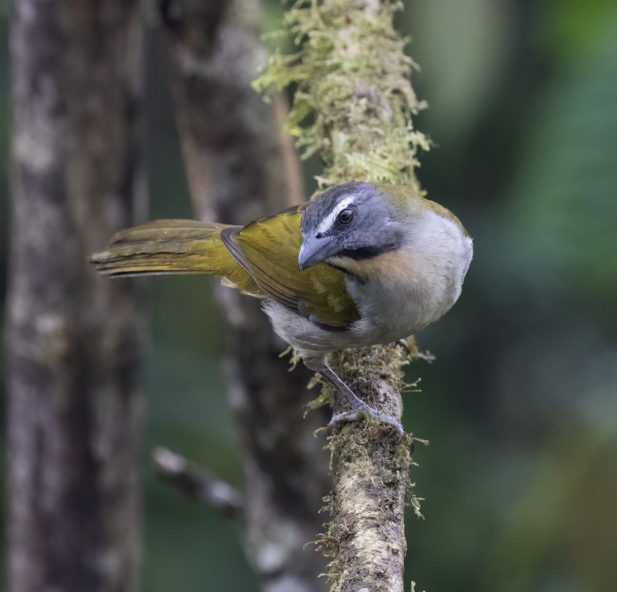 Buntkehlsaltator - ML646599225