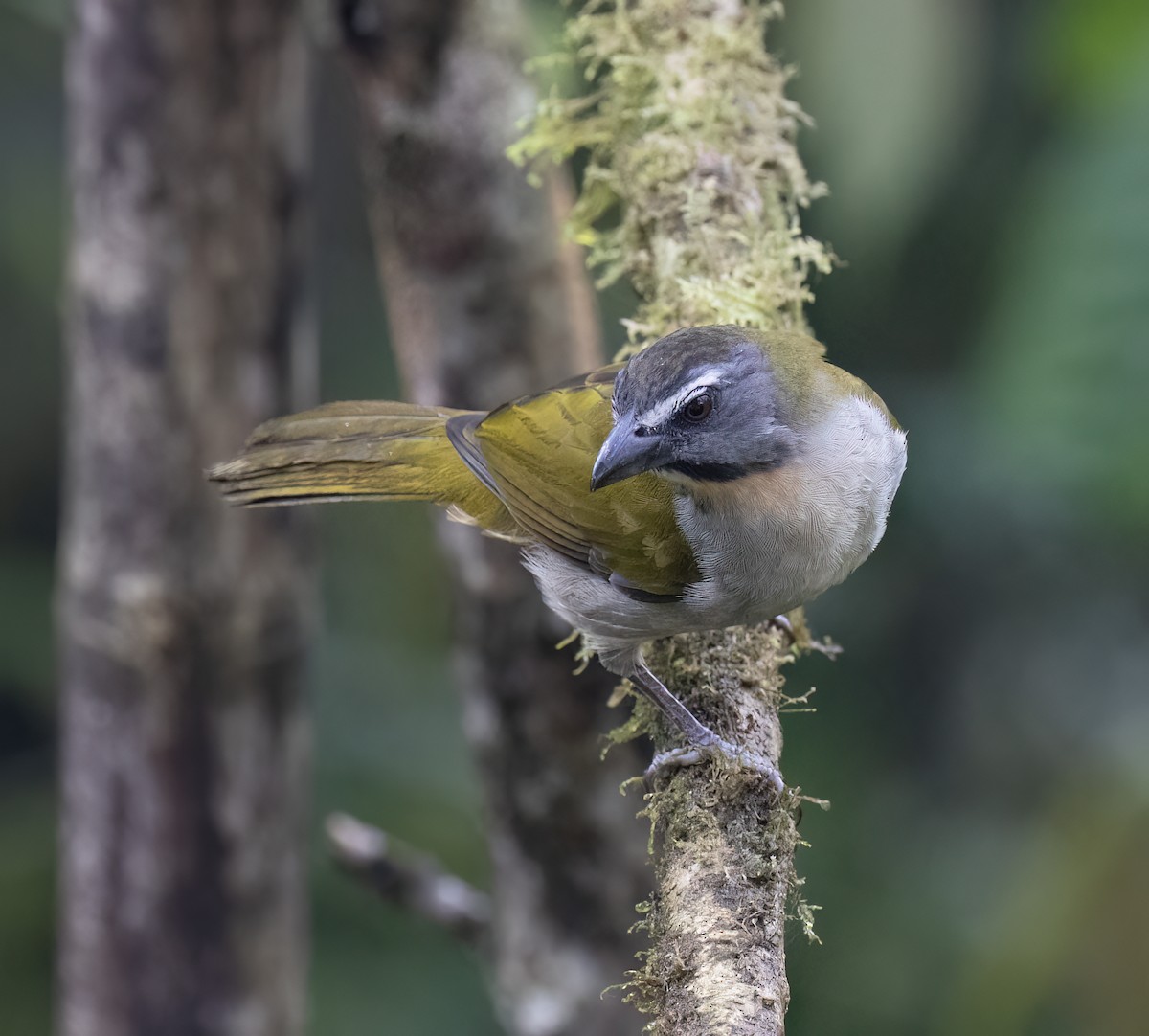 Buntkehlsaltator - ML646599226