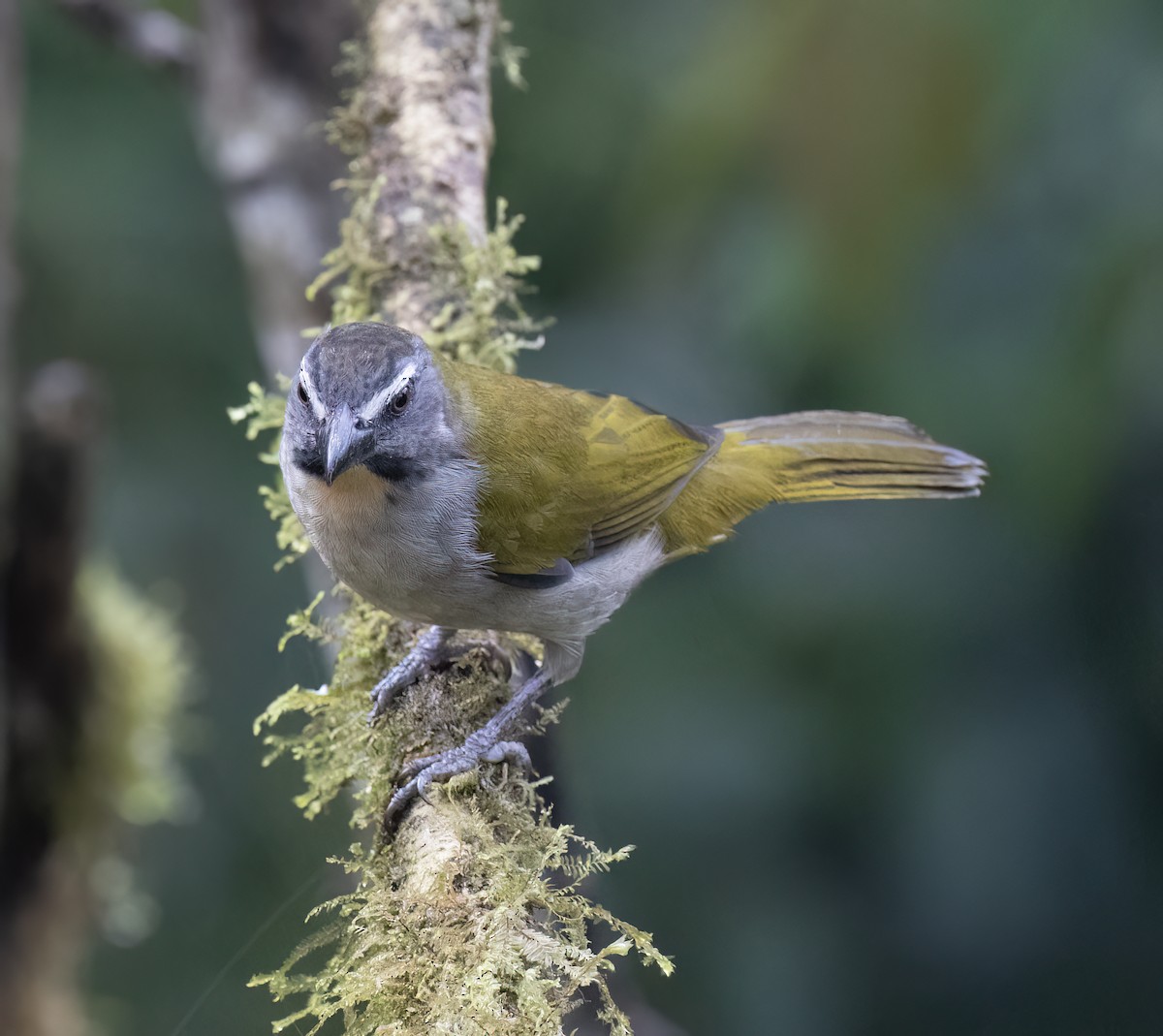 Buntkehlsaltator - ML646599227