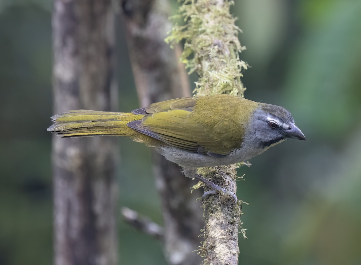 Buntkehlsaltator - ML646599228