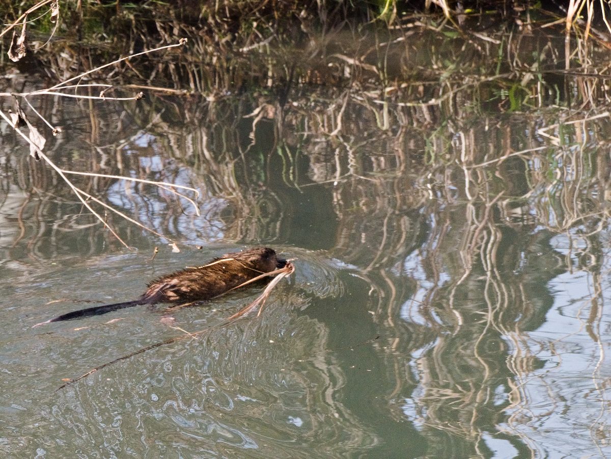 Muskrat - ML646599229