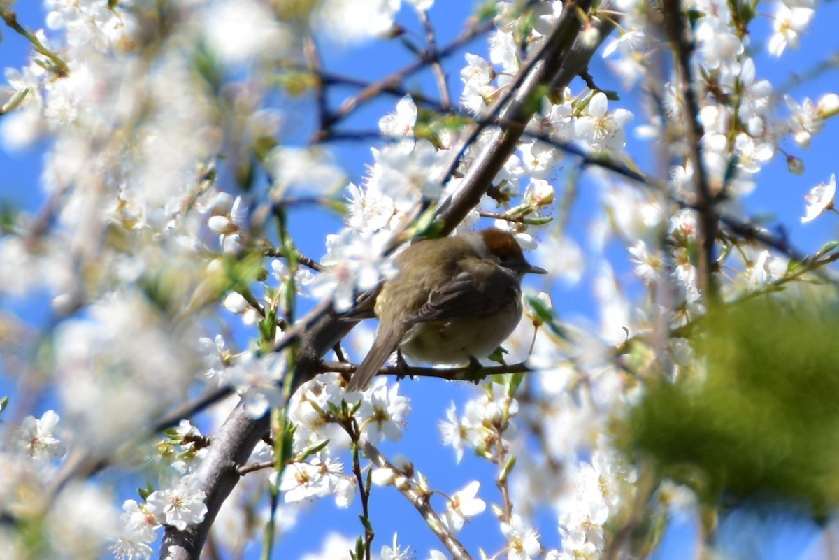 Kara Başlı Ötleğen - ML646599231