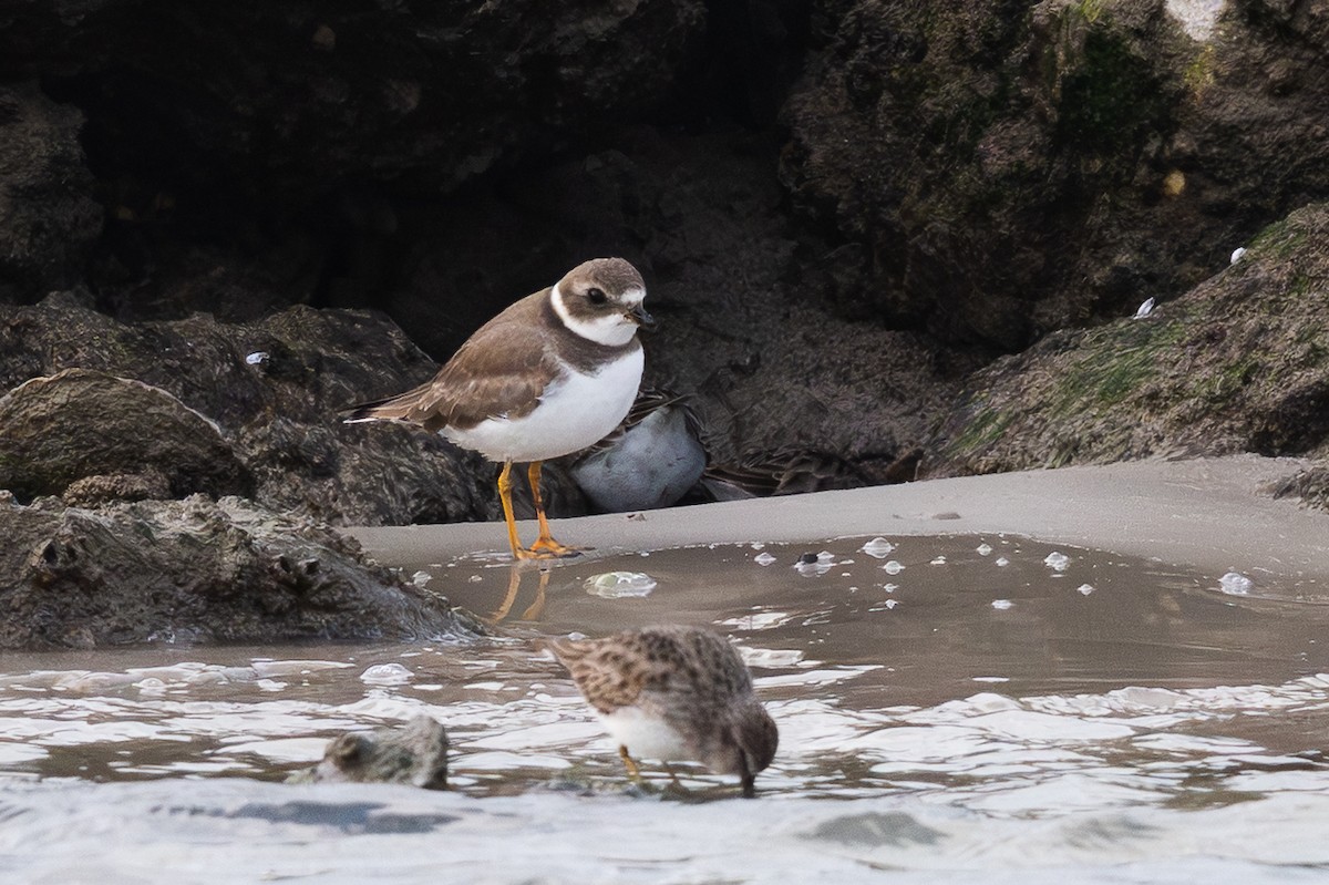 Chorlitejo Semipalmeado - ML646599232