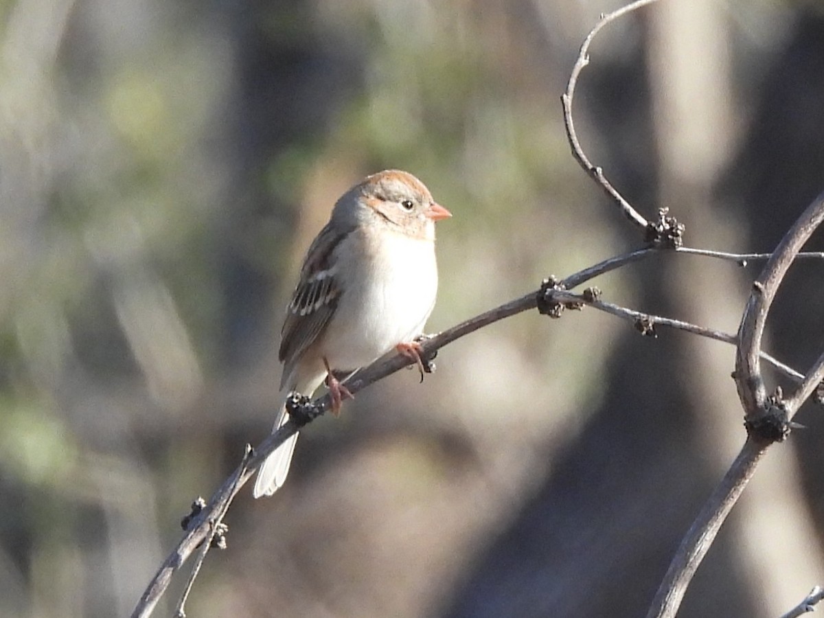 Field Sparrow - ML646599233