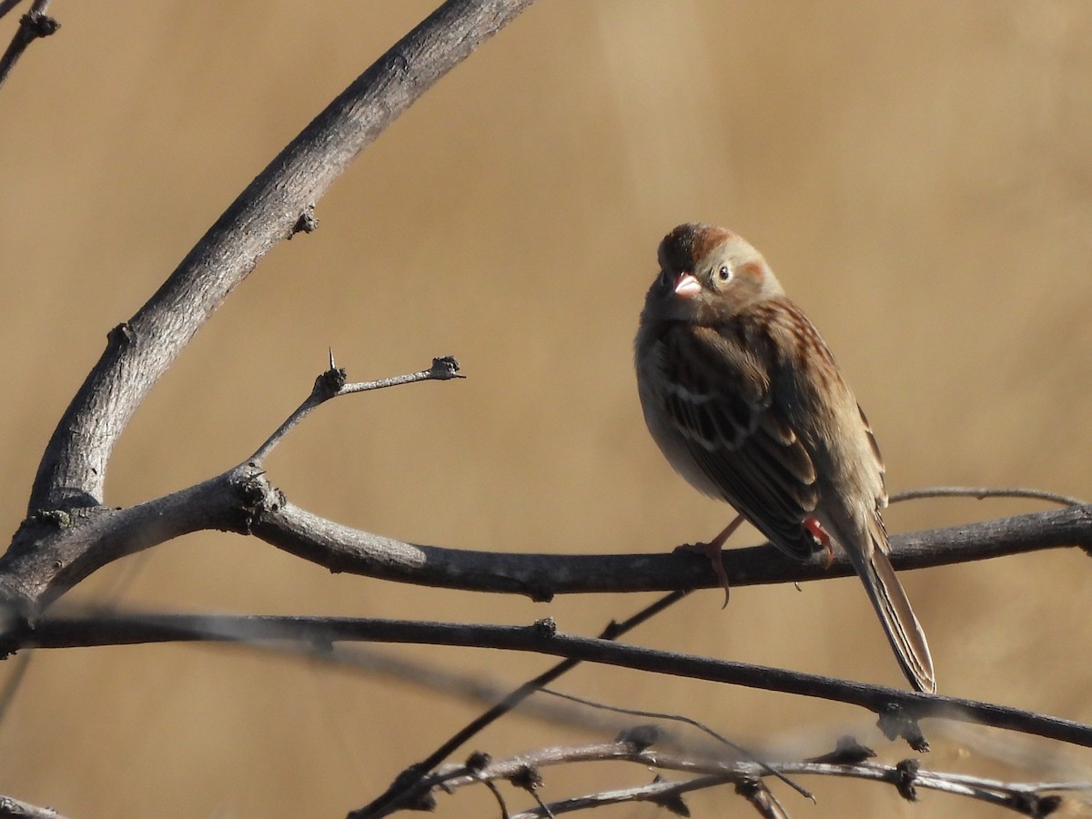 Field Sparrow - ML646599234