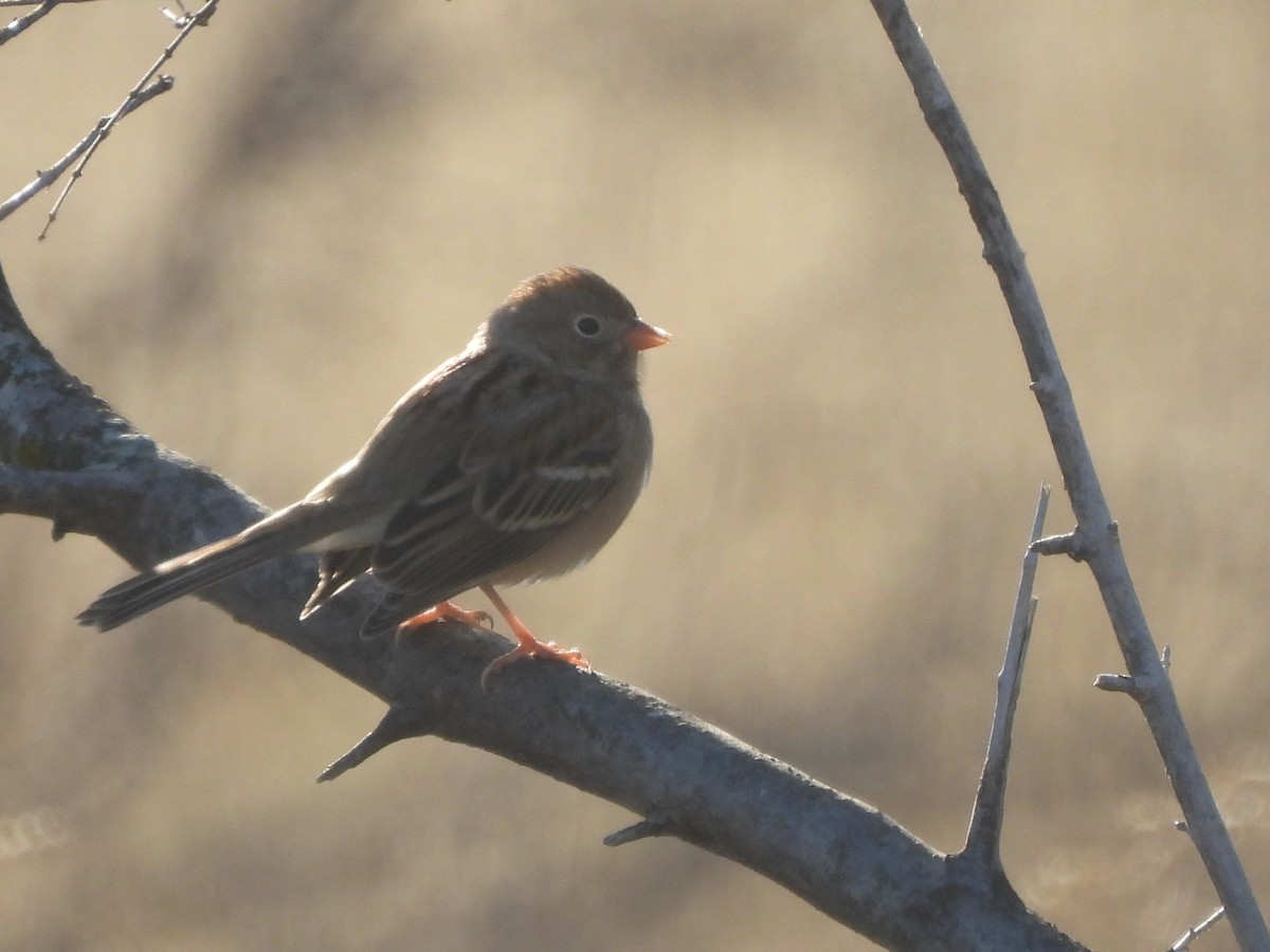 Field Sparrow - ML646599235