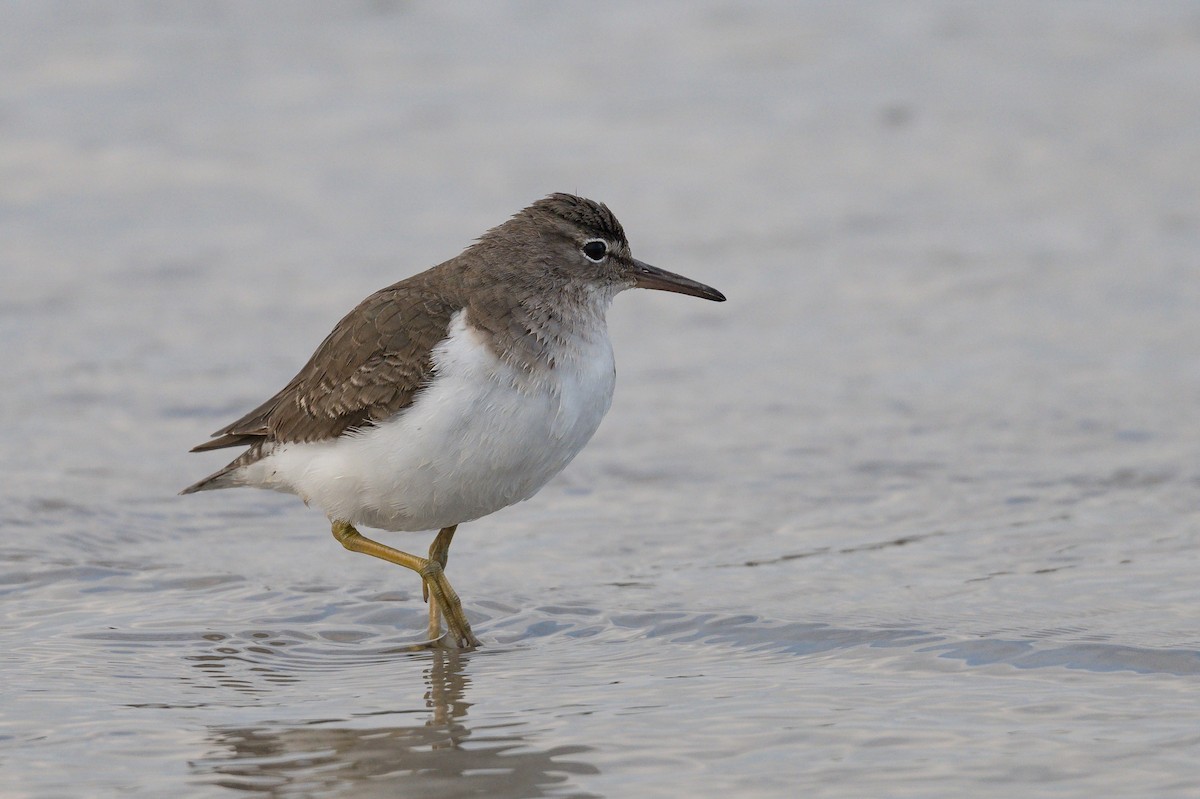 Andarríos Maculado - ML646599236