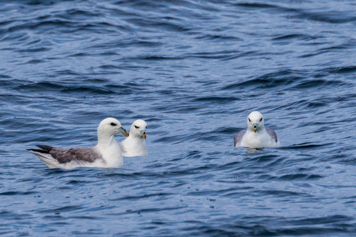 Northern Fulmar - ML646599238