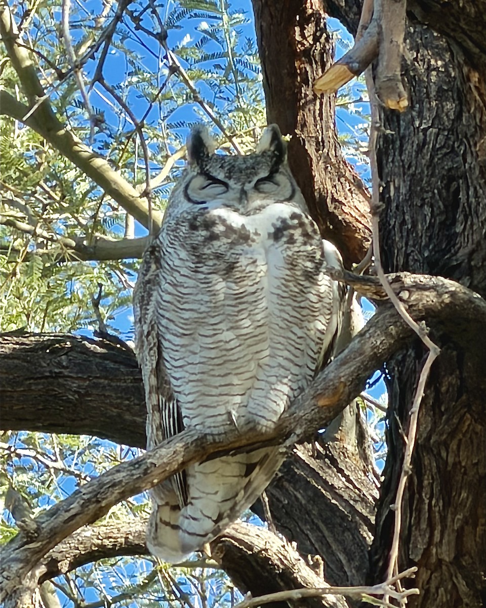 Great Horned Owl - ML646599239
