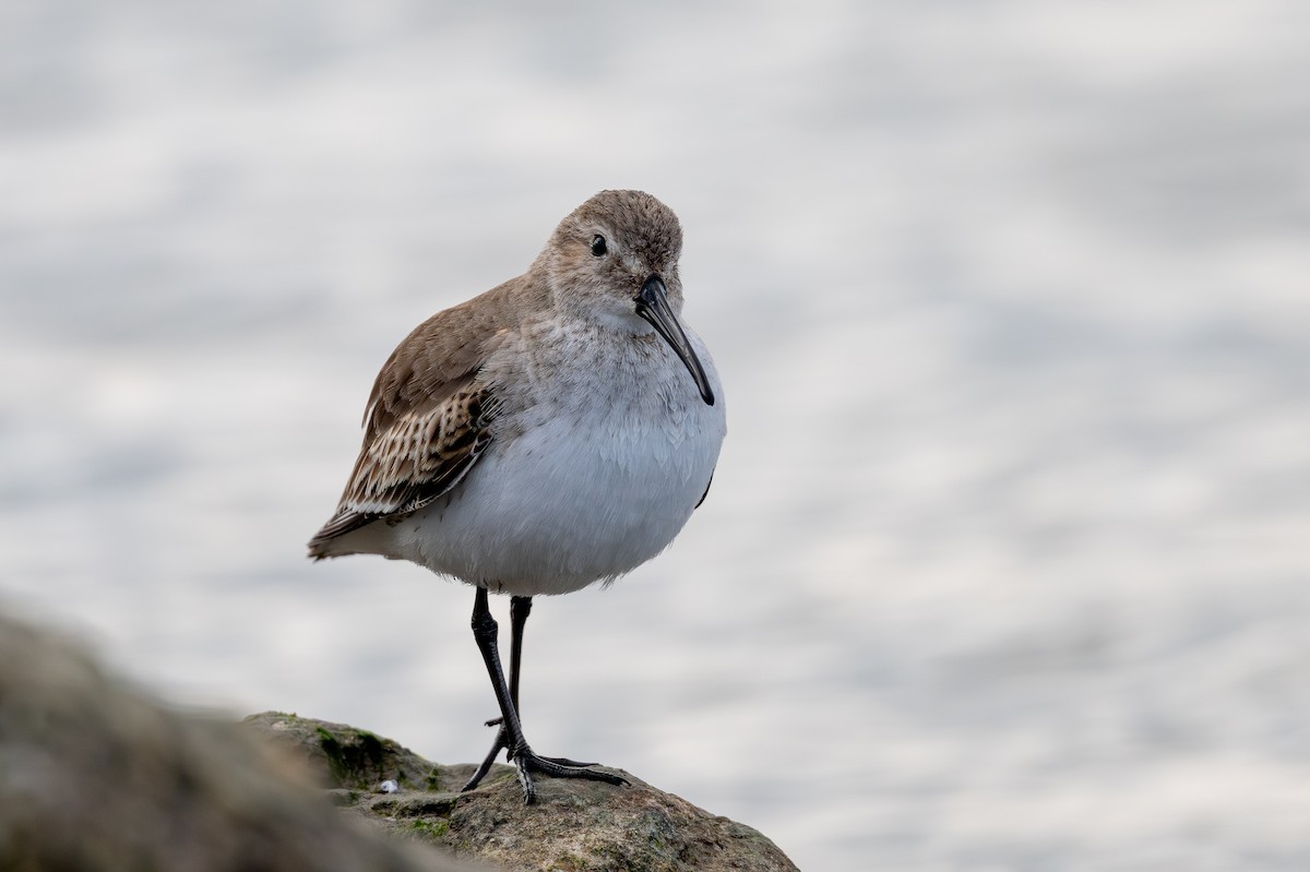 Correlimos Común - ML646599240