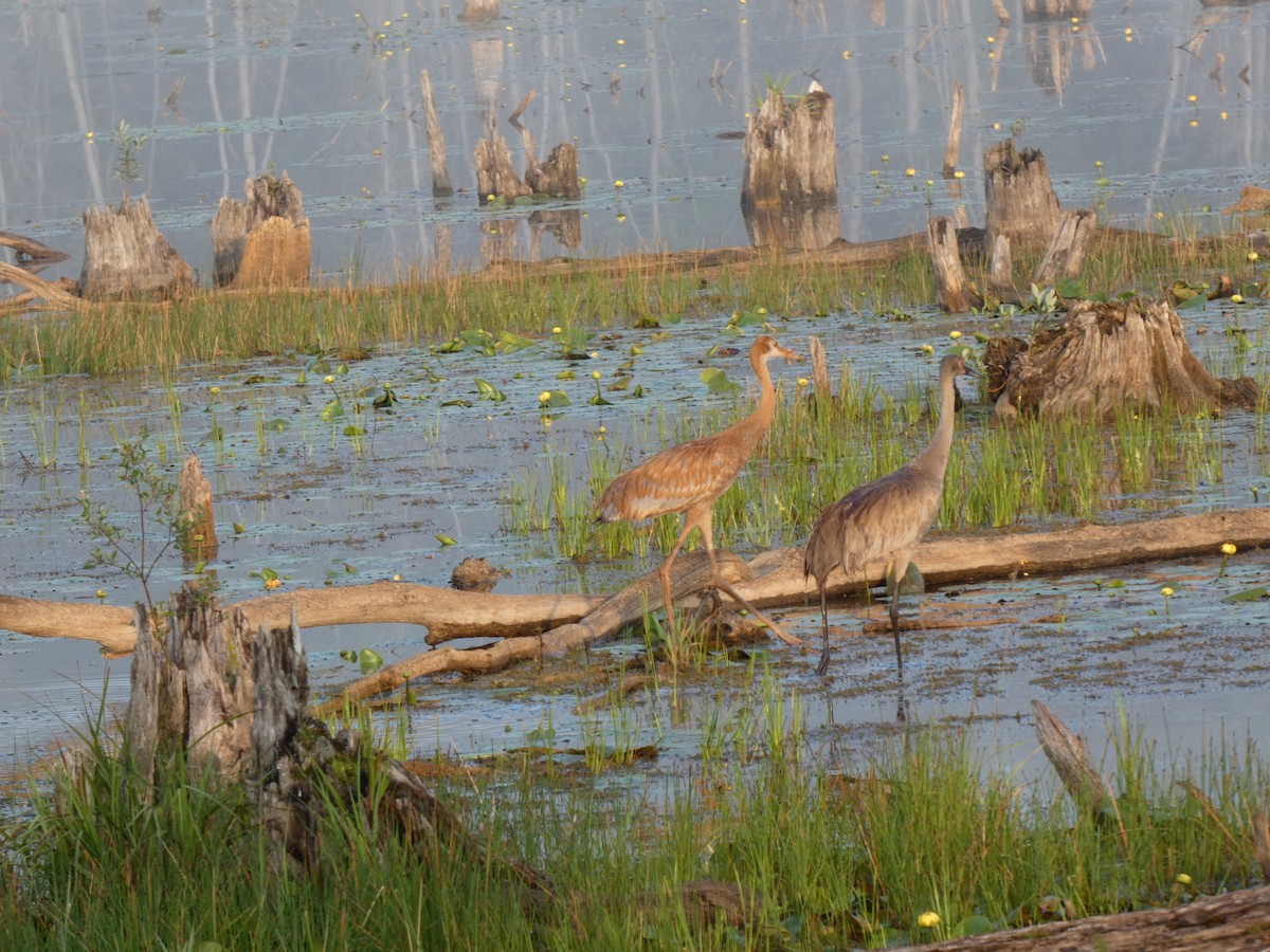 jeřáb kanadský - ML646599241