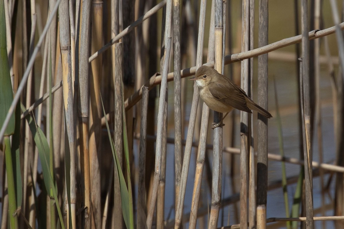 Saz Kamışçını - ML646599242