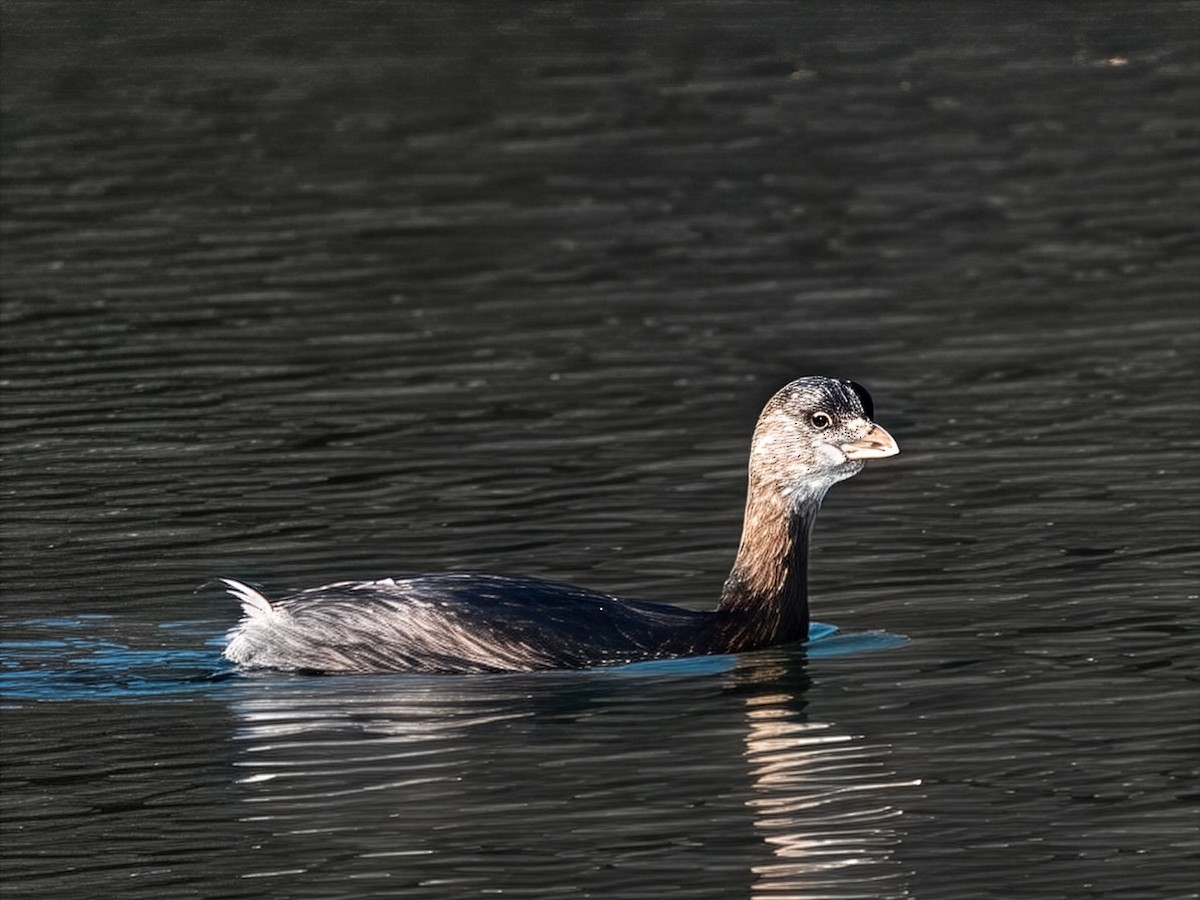 Pied-billed Grebe - ML646599243