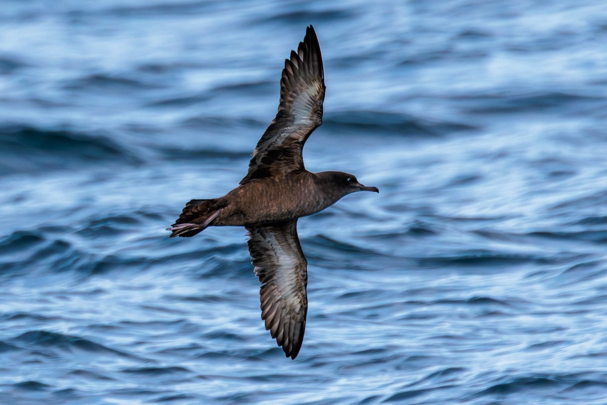 Sooty Shearwater - ML646599244