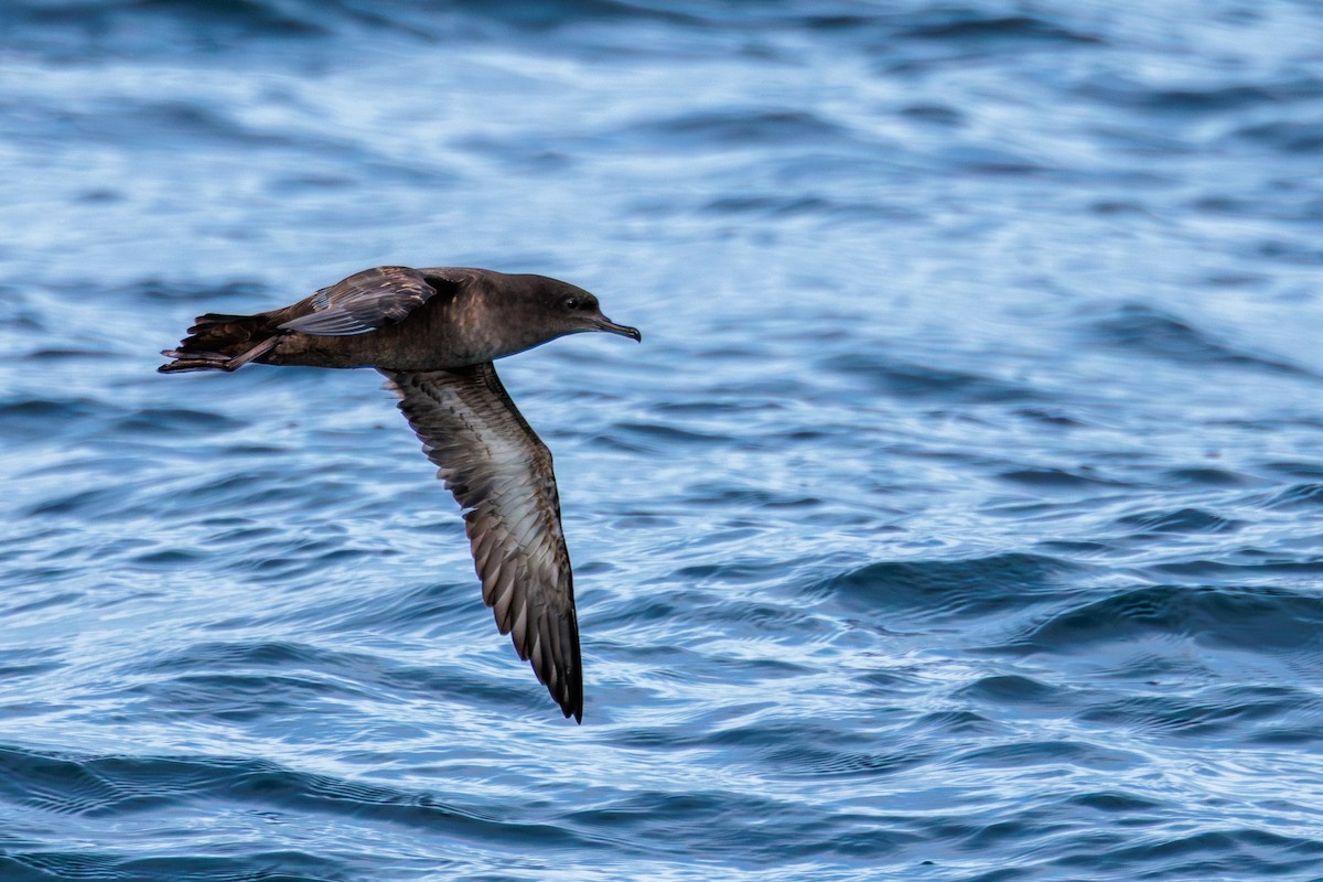 Sooty Shearwater - ML646599245