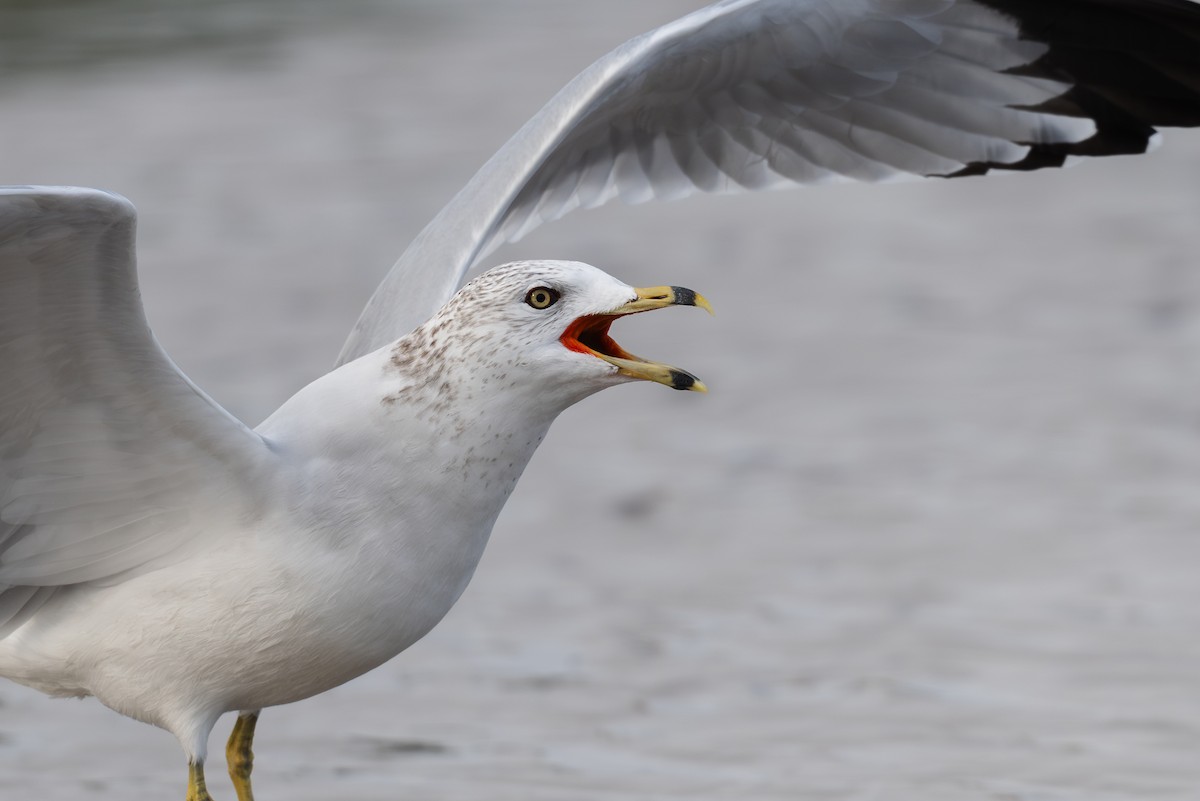 Gaviota de Delaware - ML646599247