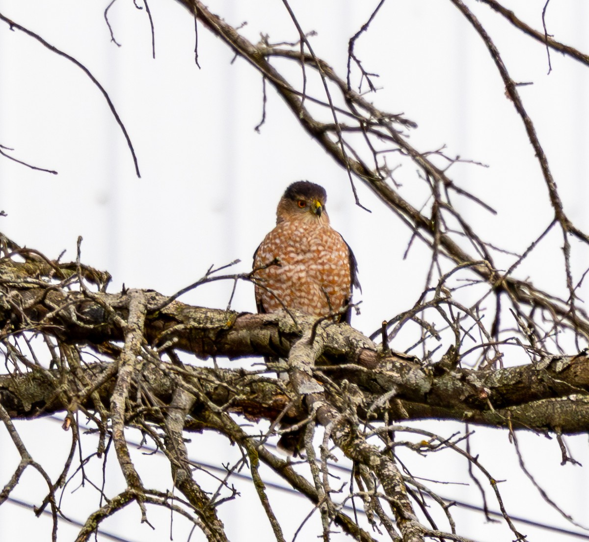 Cooper's Hawk - ML646599248