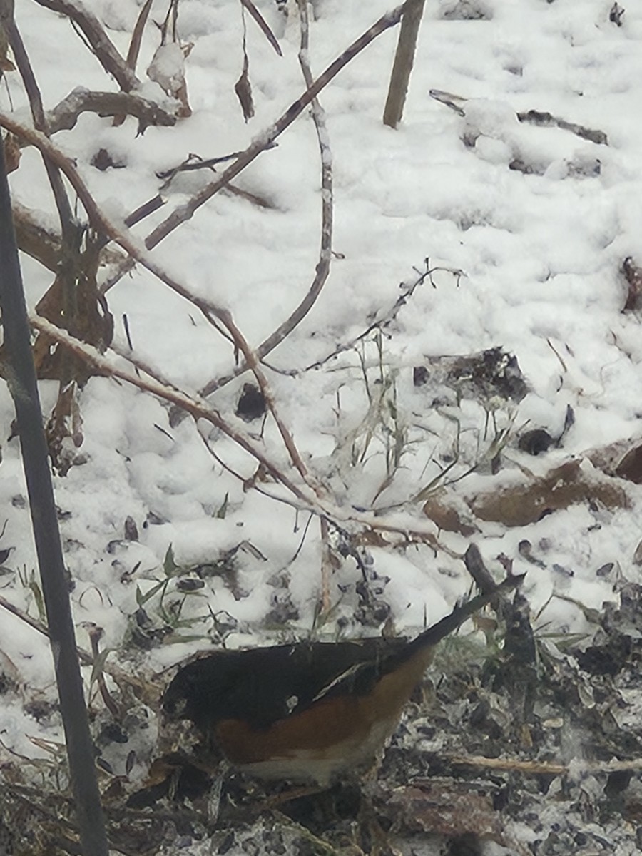 Kızıl Böğürlü Tovi - ML646599256