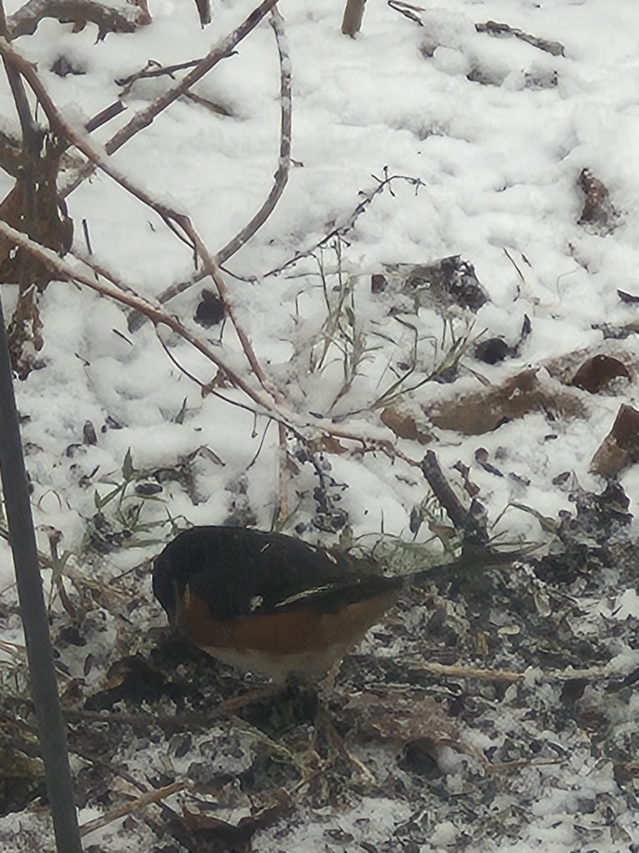 Kızıl Böğürlü Tovi - ML646599257