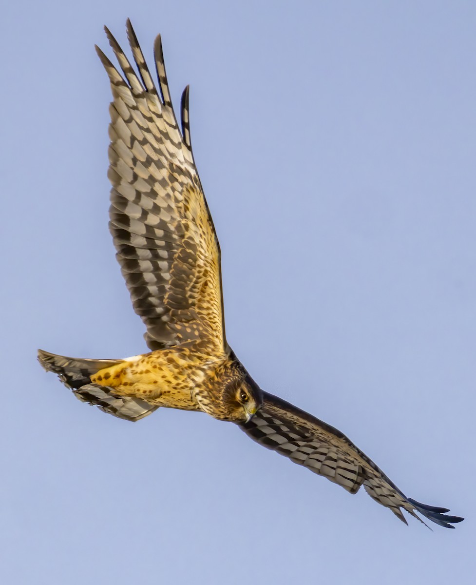 Американский лунь - ML646599258